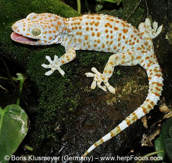 Gekko gecko | The Reptile Database