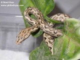 Candoia carinata | The Reptile Database