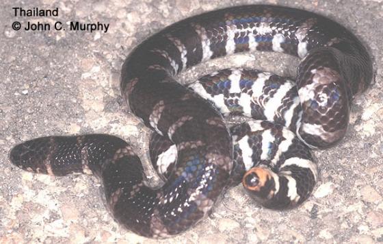 https://reptile-database.reptarium.cz/content/photo_rd_02/Cylindrophis-ruffus-03000030205_01.jpg