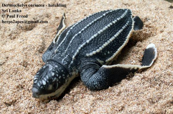 Dermochelys Coriacea The Reptile Database Dermochelys Coriacea The Reptile Database