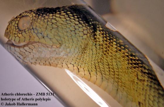 File:Atheris chlorechis 13139340.jpg - Wikimedia Commons