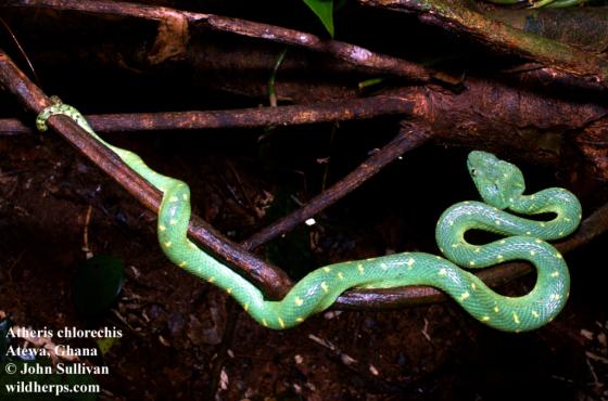 Snakes - Green Bush Viper (Atheris Chlorechis) © David