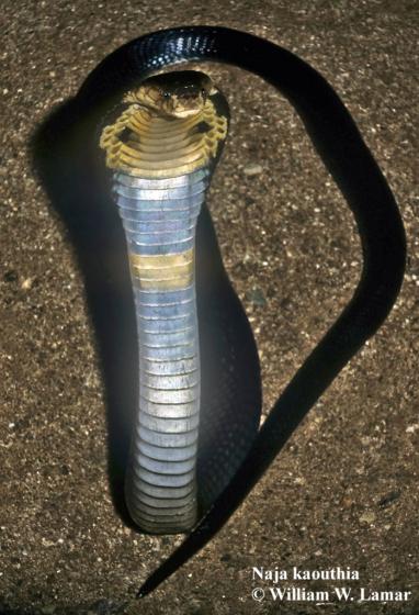 BRCS - Badu Reptile Conservation Society - Monocled Cobra (Naja